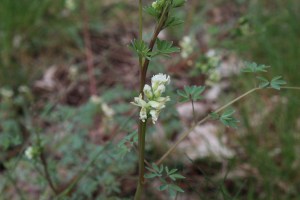 Rankende helmbloem1.jpg